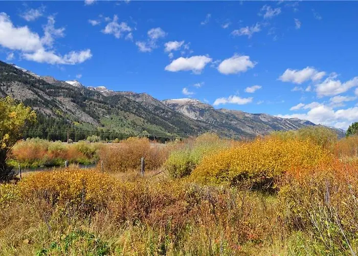 Rmr: Chokeberry 3813 In The Aspens